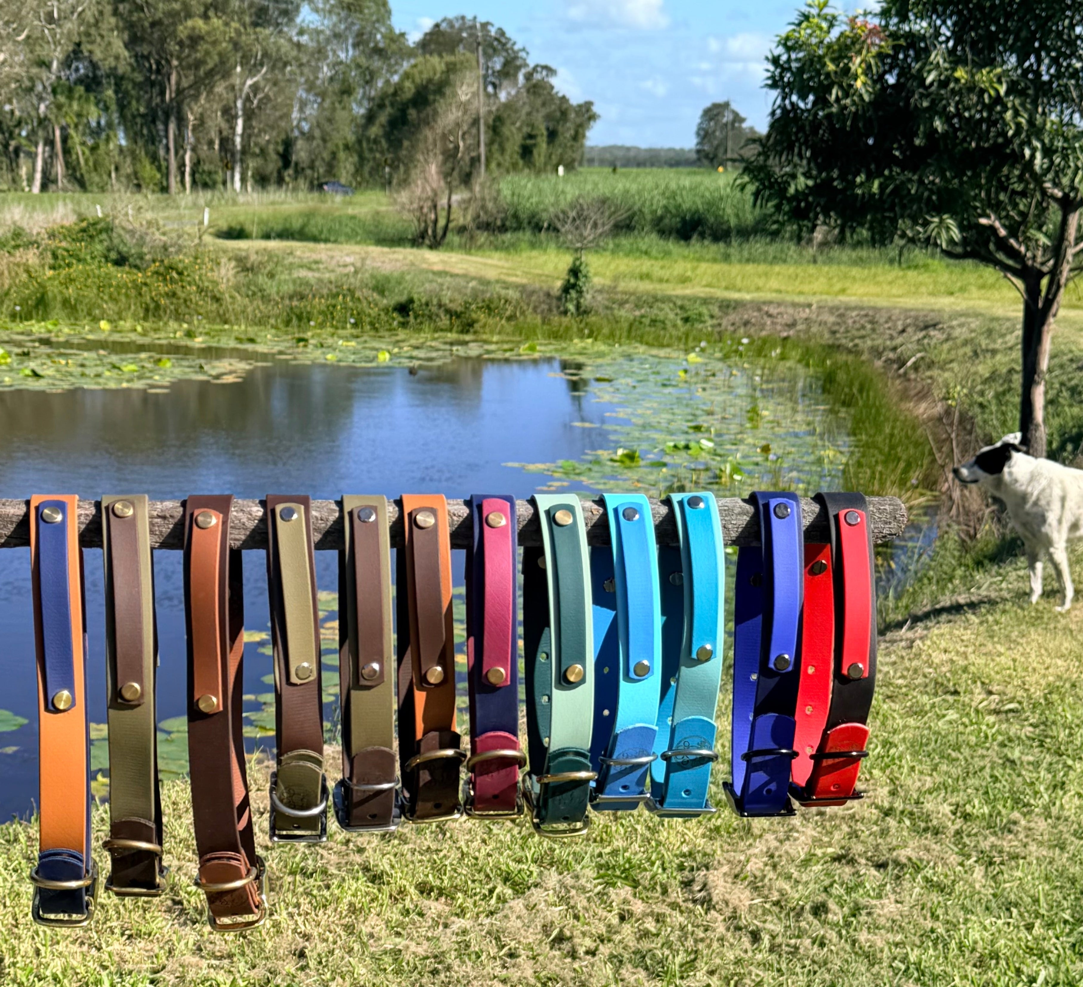 Dual Colour Dog Collars