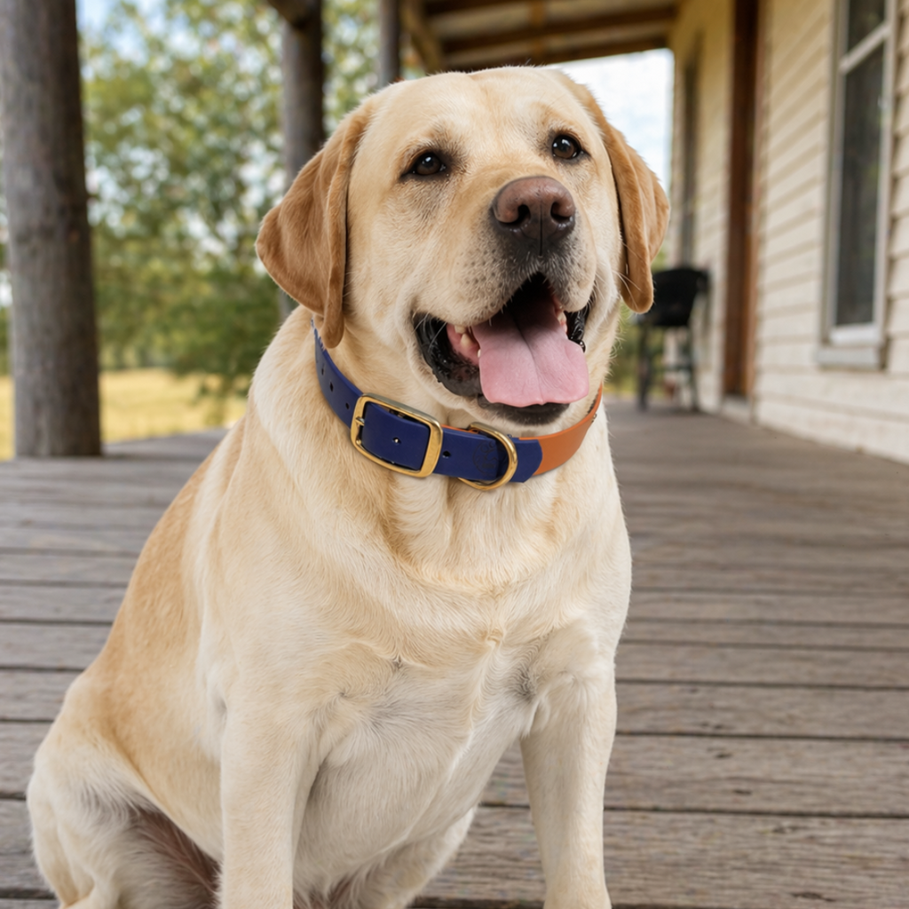 Navy and Caramel Collar