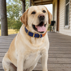Navy and Caramel Collar