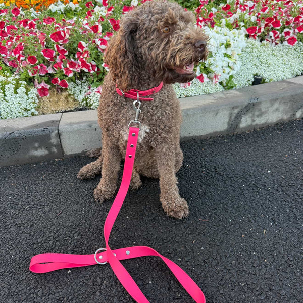 Pink Collar with Matching Lead