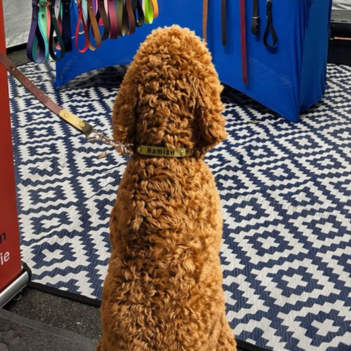 Olive and Brown Collar