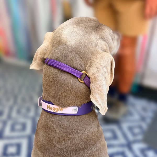 Purple and Lavender Collar