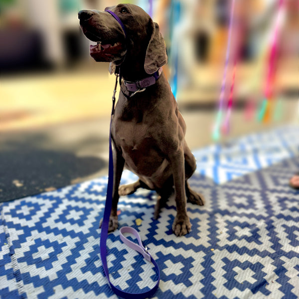 Maggie - Purple and Lavender Collar with Matching Lead