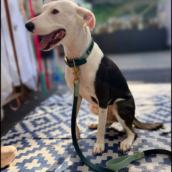 Olive - Green and Sage Collar with Matching Lead