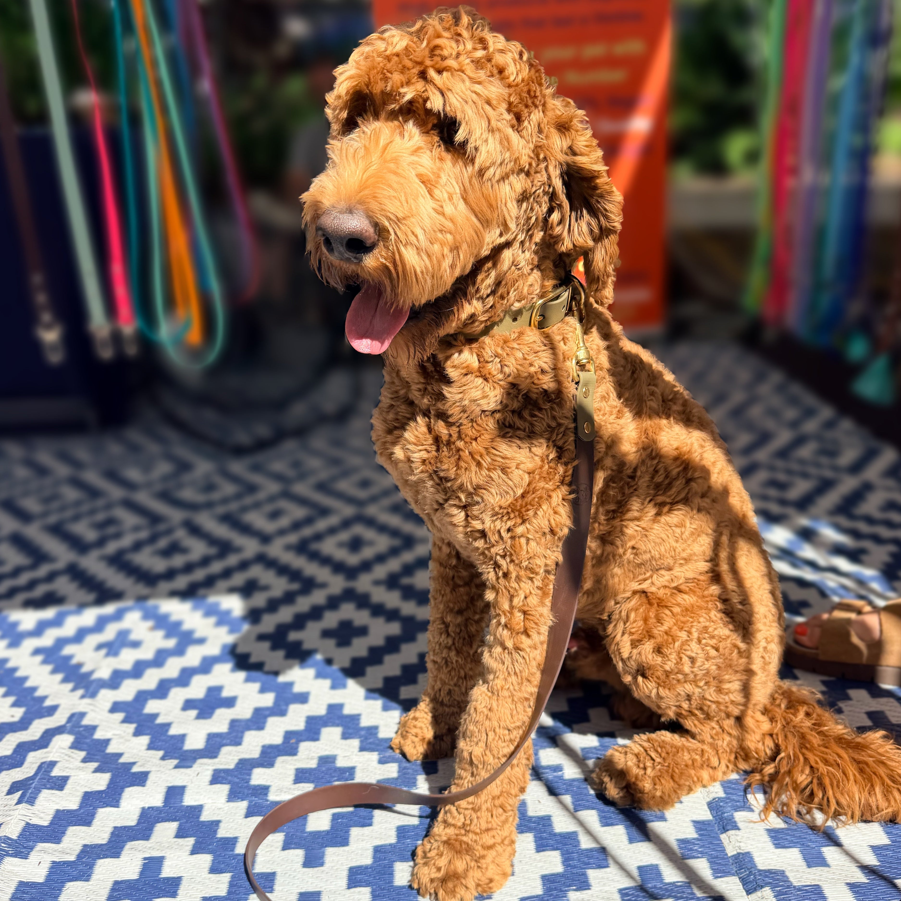 Olive and Brown Collar