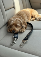 Seatbelt - Small