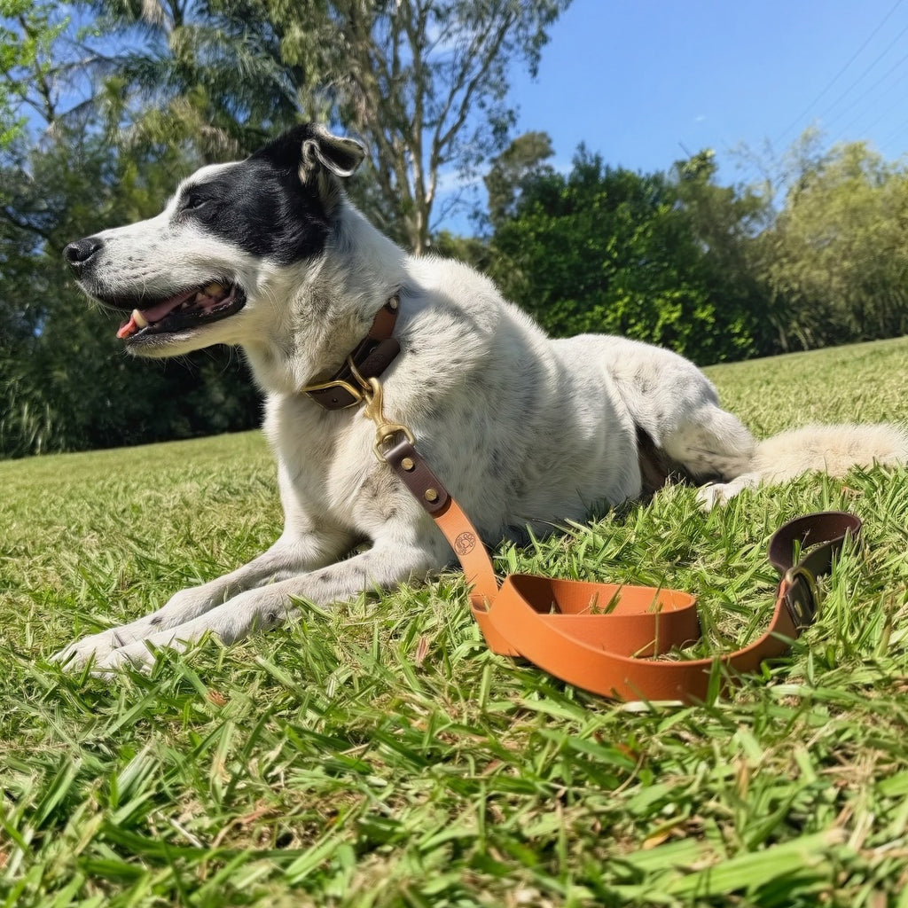 Brown and Caramel Lead