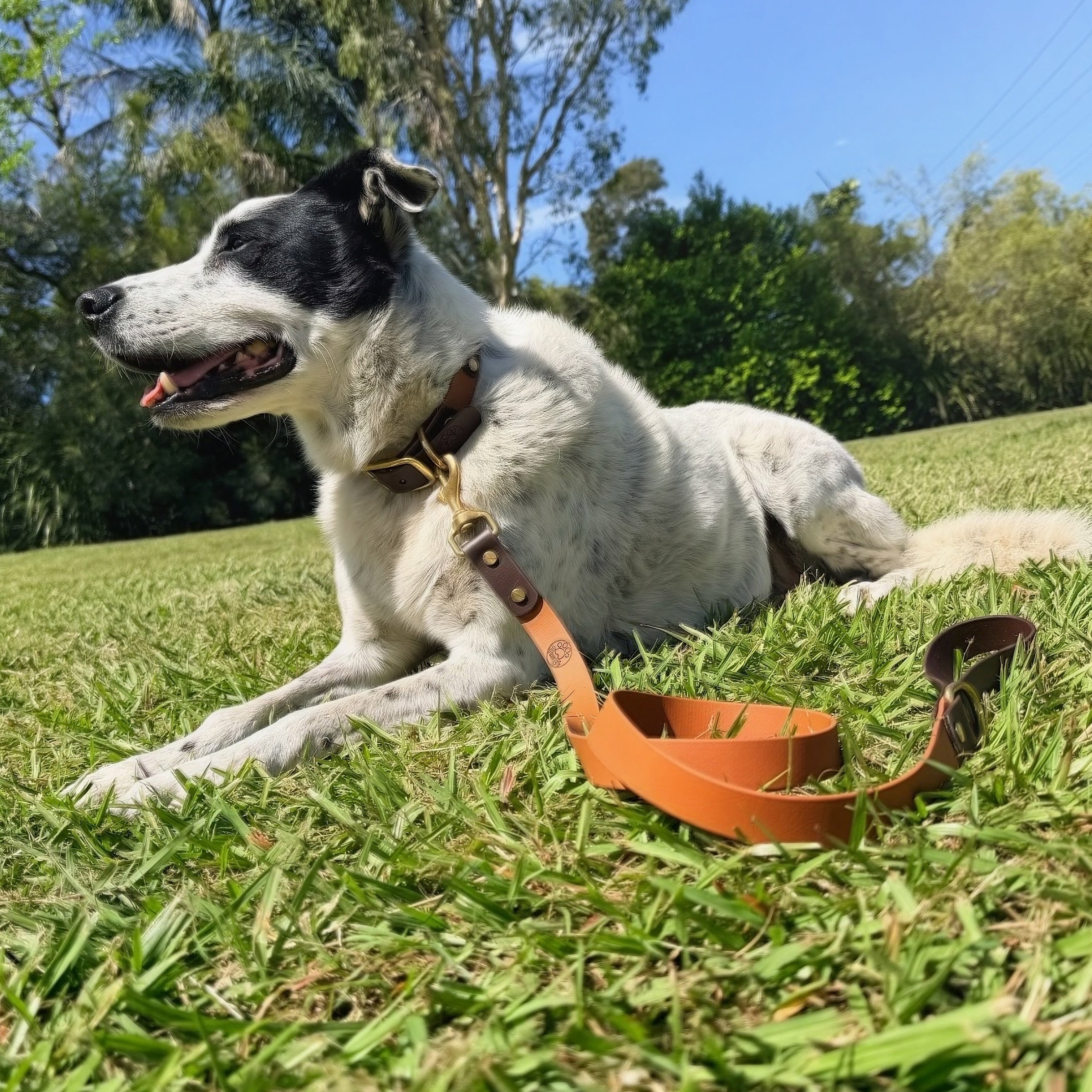Brown and Caramel Collar