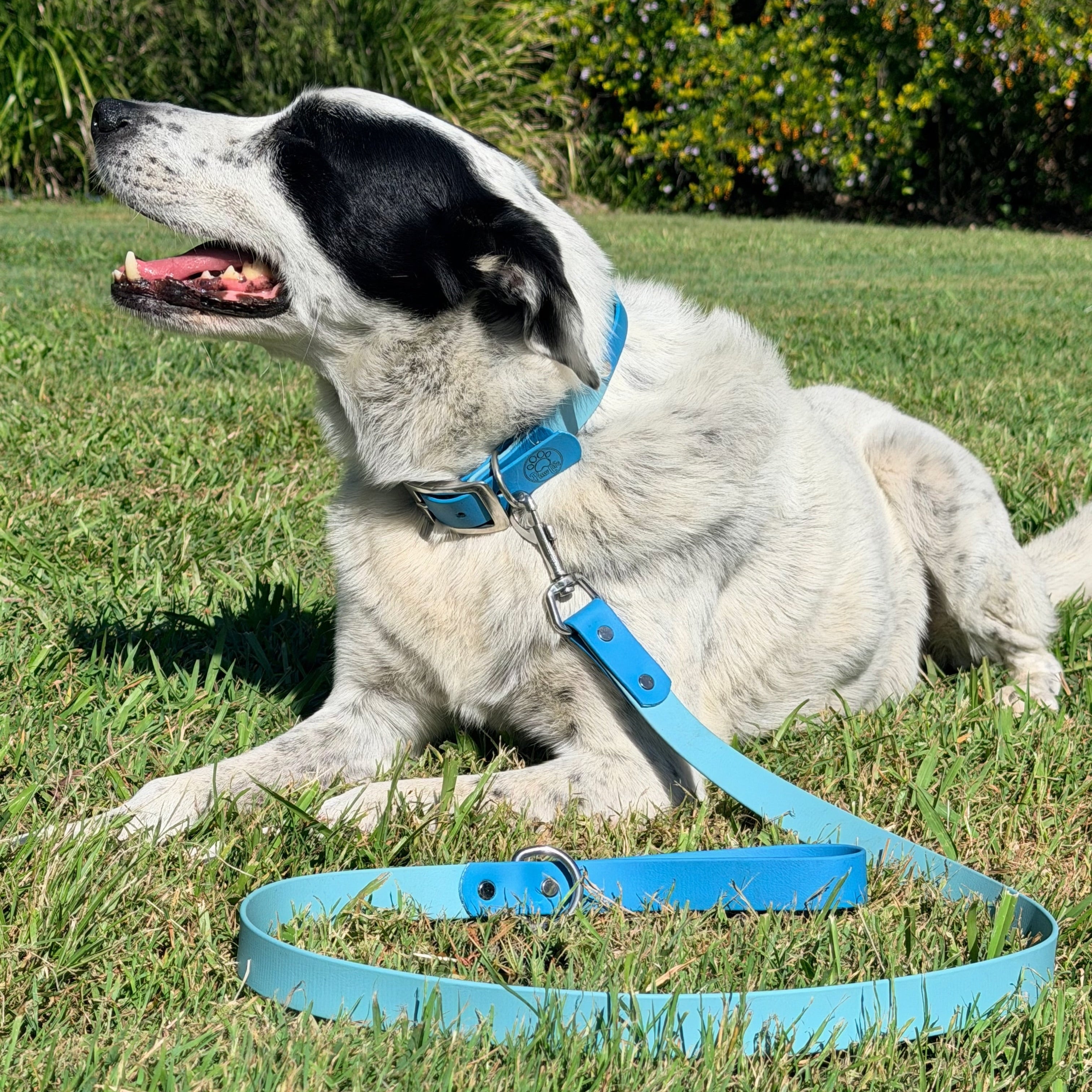 Lagune and Sage Collar
