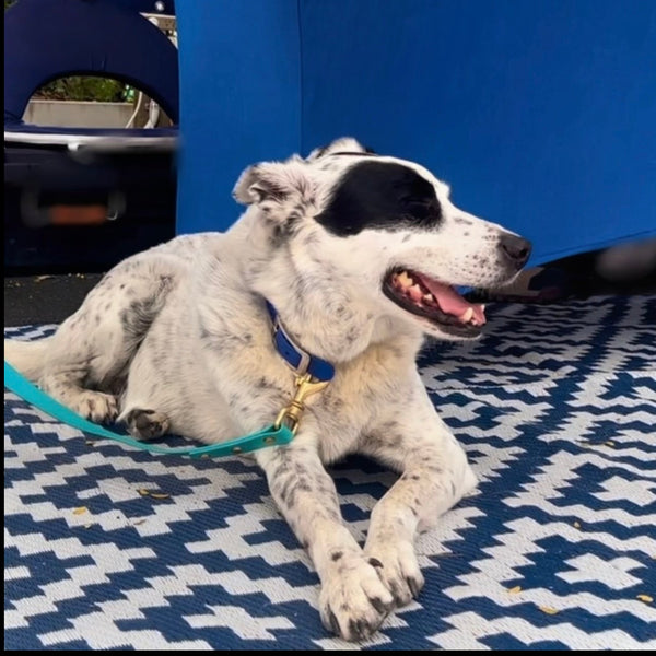 Sky Blue Collar and Teal Lead