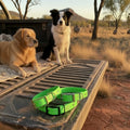 Single Colour Dog Collars