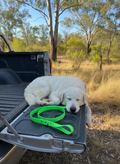Thick Dog Leads