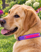 Pink and Amethyst Collar