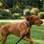 Navy and Caramel Collar