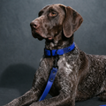 Navy and Sky Blue Collar