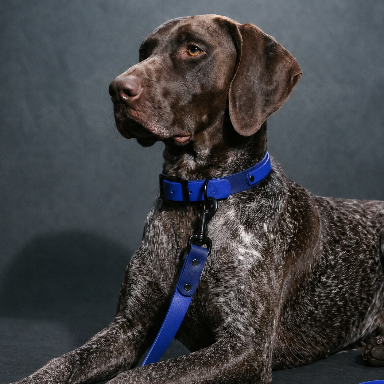 Navy and Sky Blue Collar