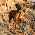 Green and Sage Collar
