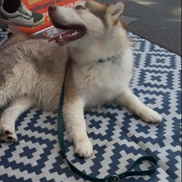 Green Collar with Matching Lead