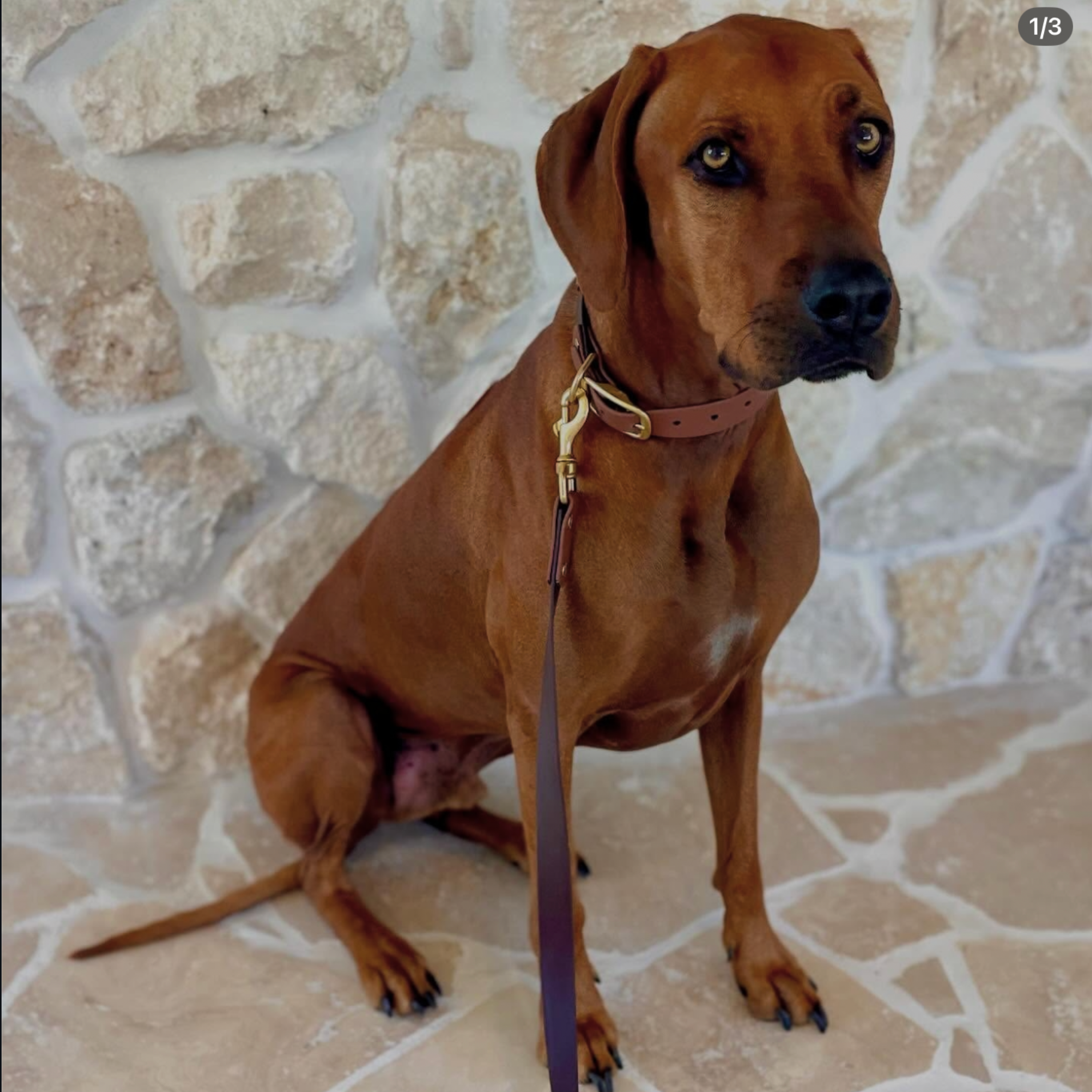 Milk Chocolate and Brown Collar