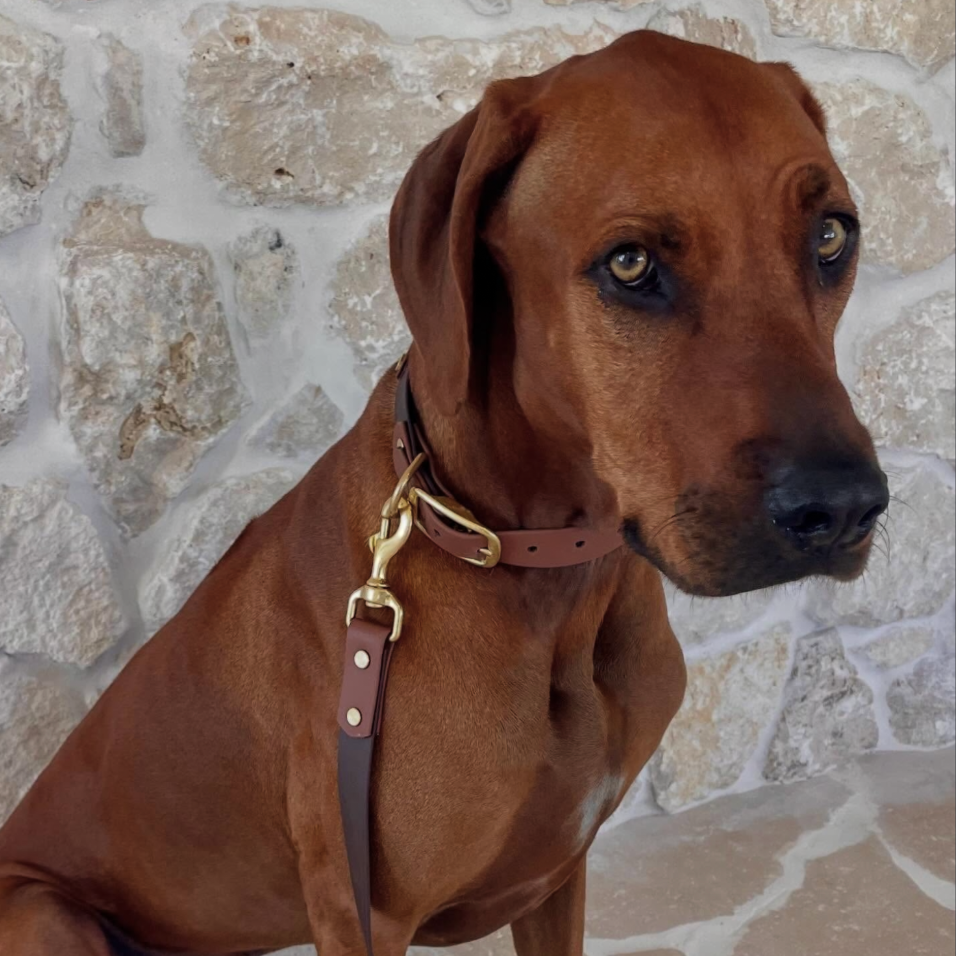 Milk Chocolate and Brown Collar