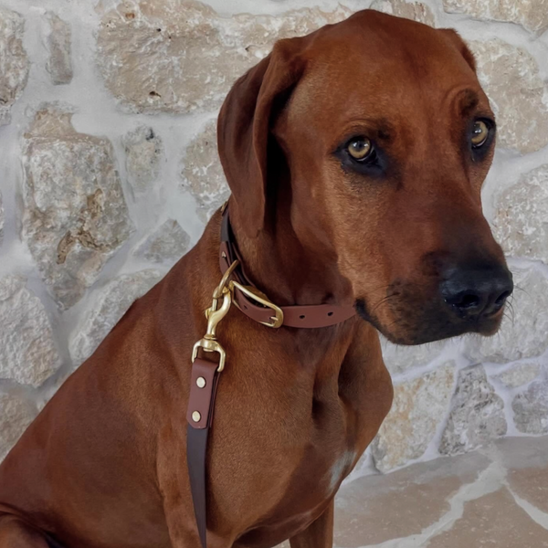 Sushi - Milk Chocolate and Brown Collar with Matching Lead