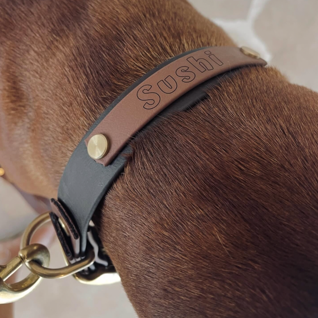 Milk Chocolate and Brown Collar