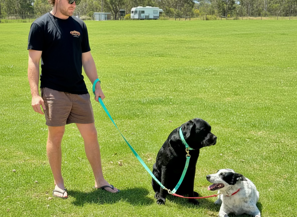 Arlo and Max - Multiple dog lead splitters in Sea Foam and Red
