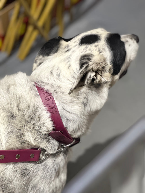 Max - Maroon Large Collar and Maroon Lead