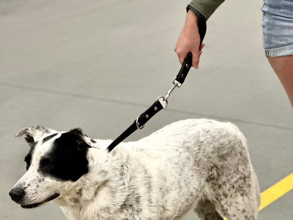 Max - Black Training Collar and Black Traffic Lead