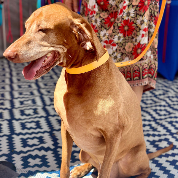 Pastel Orange Collar and Matching Lead