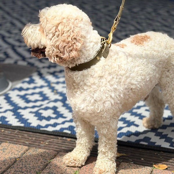 Olive Collar with Matching Lead