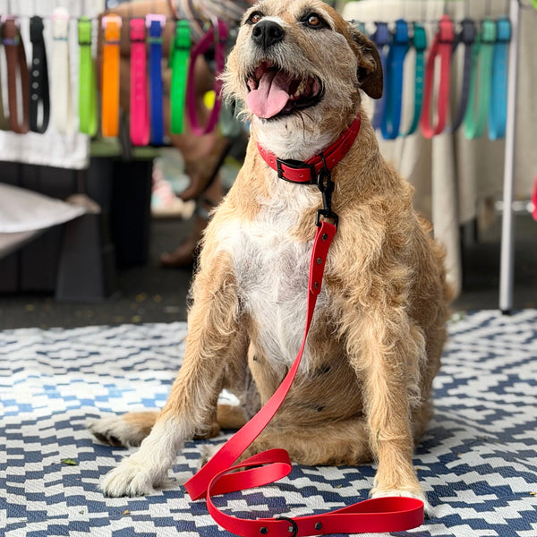 Red Collar with Matching Lead,