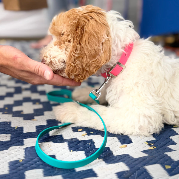 Narrow Pink Collar with Narrow Teal Lead