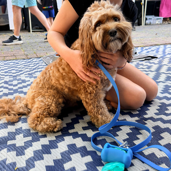 Narrow Cyan Collar and Matching Lead