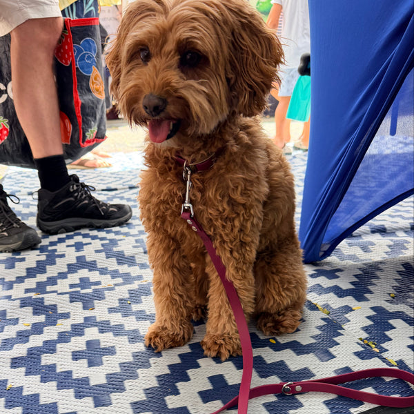 Maroon Collar and Matching Lead