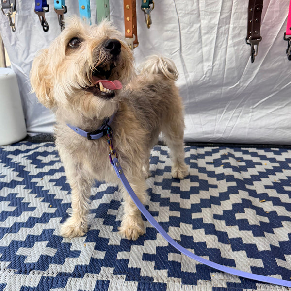 Narrow Periwinkle Collar and Matching Lead