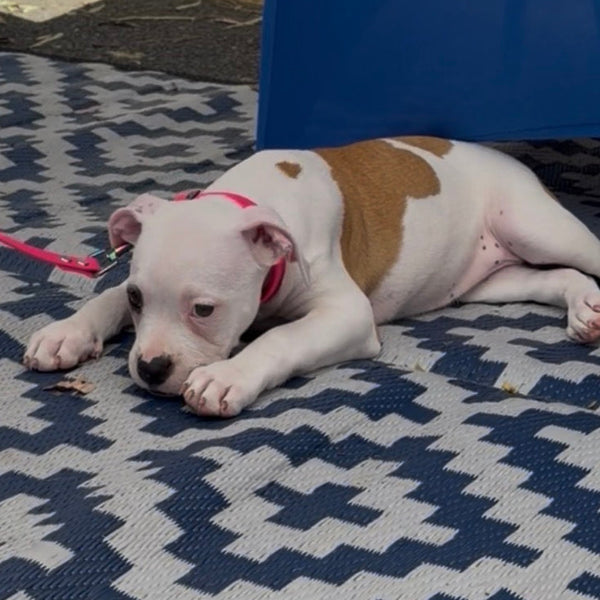 Pink Collar and Matching Lead