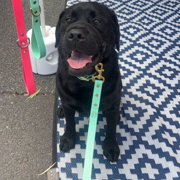 Sea Foam Collar and Matching Lead