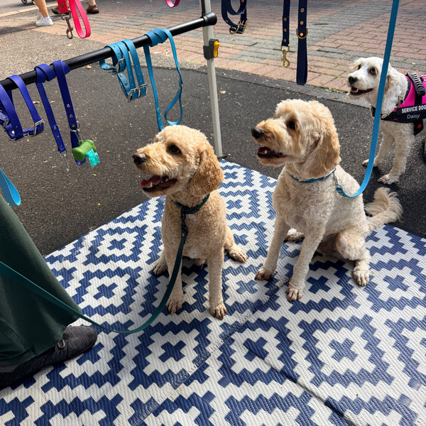 Navy Collar with Matching Lead, Lagune Collar with Matching Lead