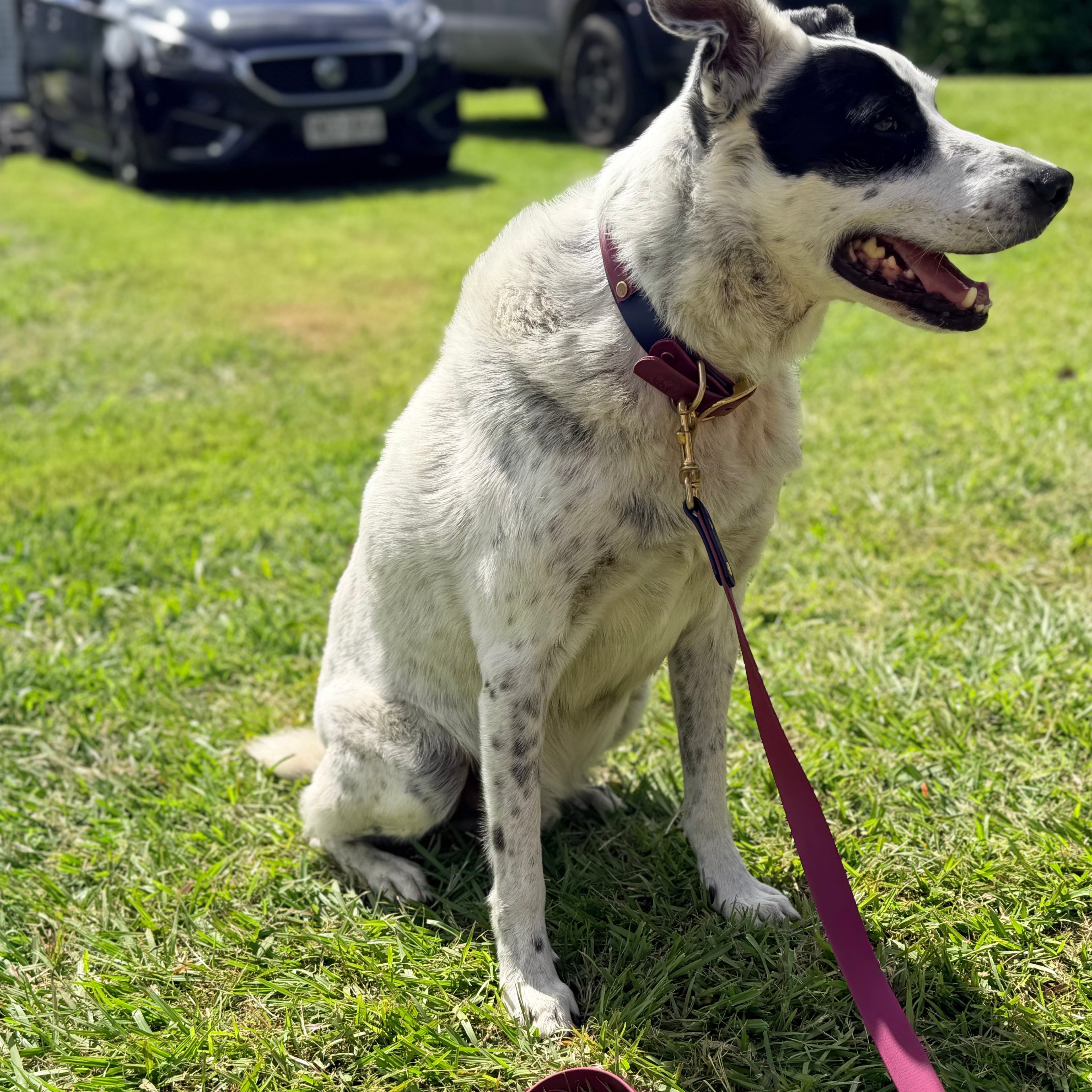 Maroon and Navy Collar