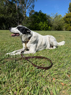 Brown and Olive Lead