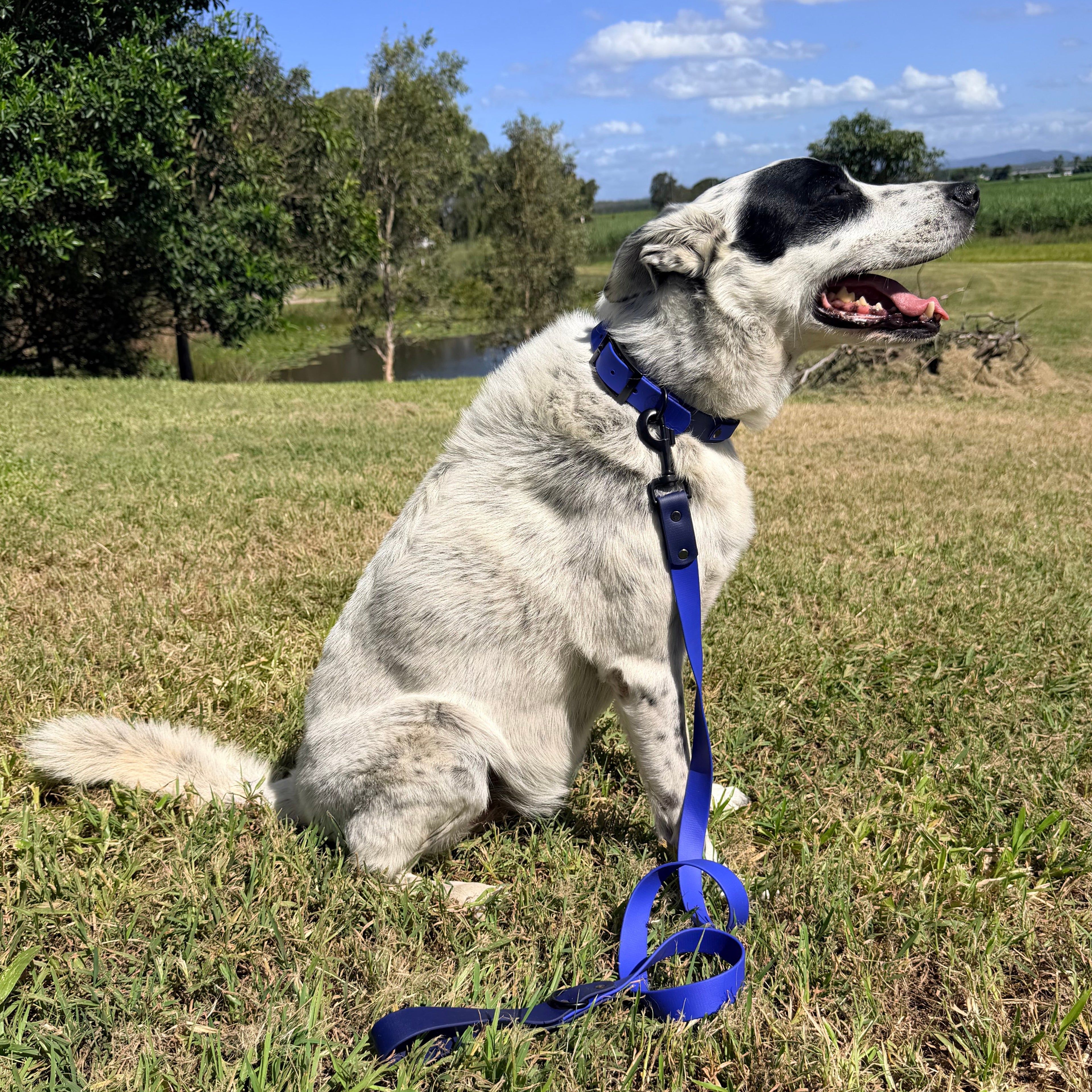 Navy and Sky Blue Collar