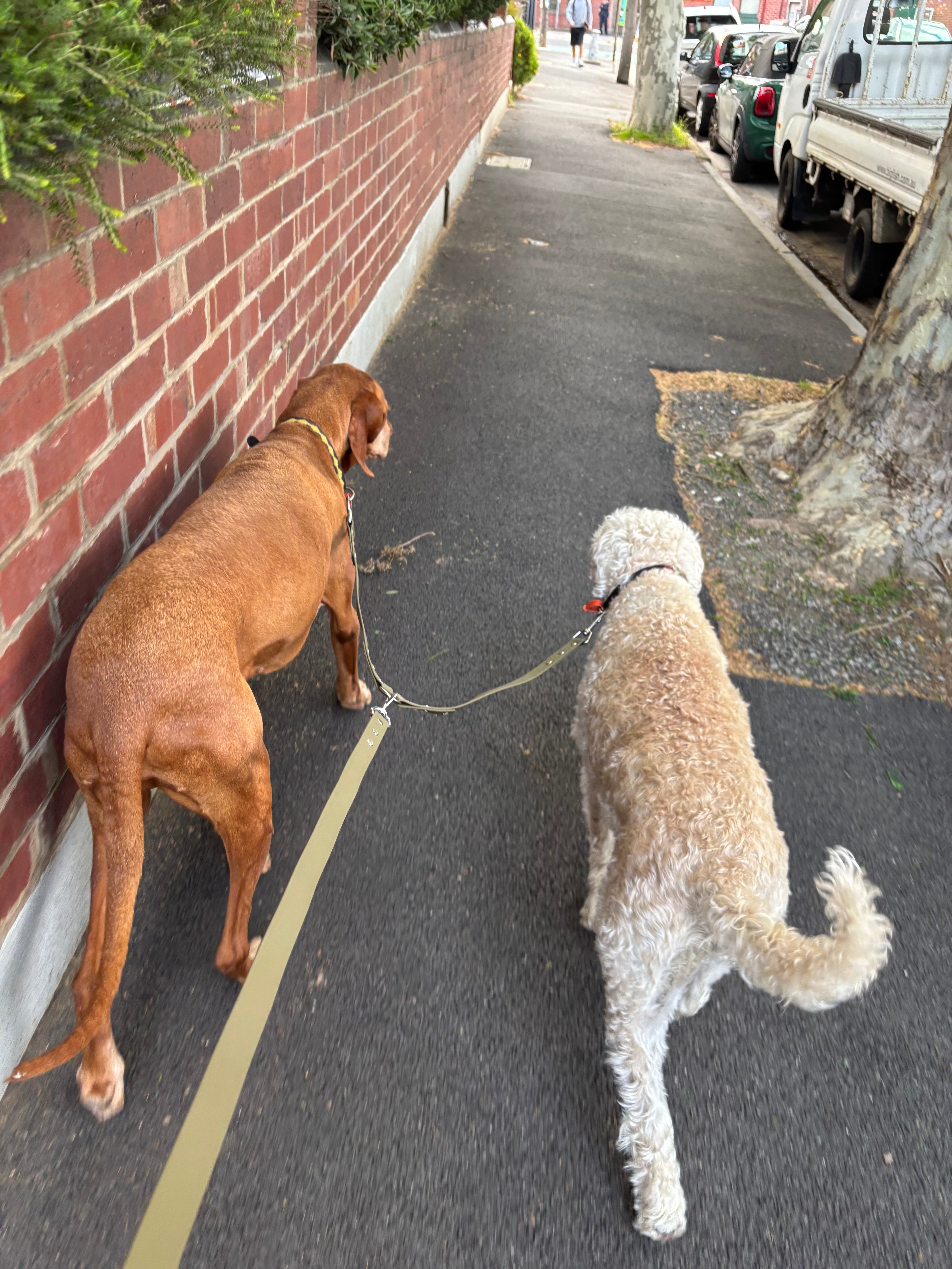 Multiple Dog Splitters