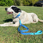 Cyan and Pastel Blue Collar