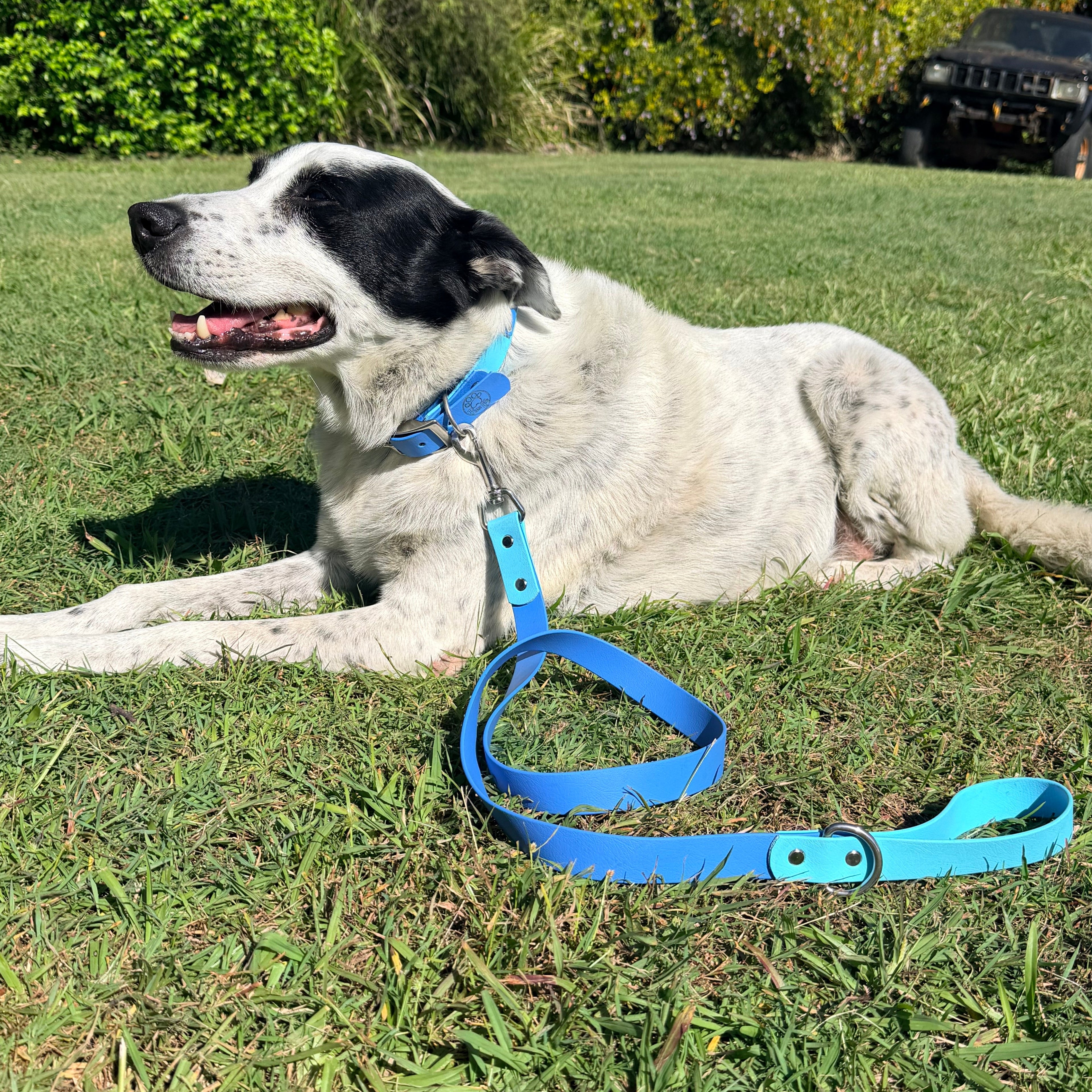 Cyan and Pastel Blue Collar