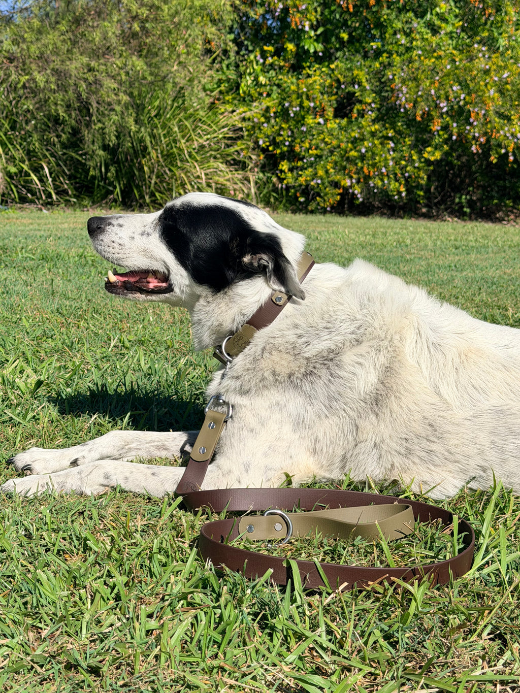 Olive and Brown Dog Collar with Stainless Steel Hardware