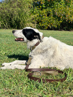Olive and Brown Dog Collar with Stainless Steel Hardware