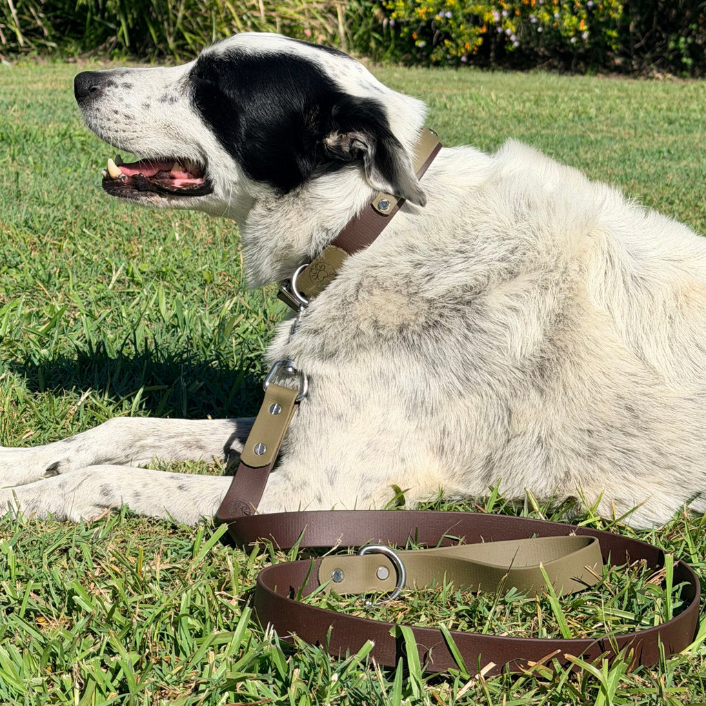 Olive and Brown Lead