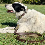 Olive and Brown Lead
