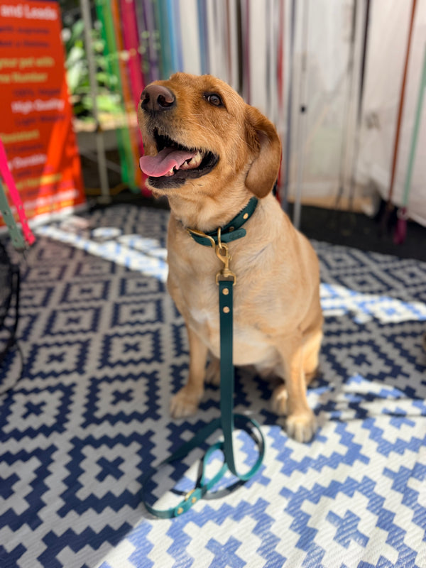 Green Collar with Matching Lead